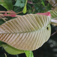 Dipterocarpus zeylanicus Thwaites